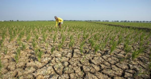 El Niño Berkepanjangan Surutkan Sungai dan 143 Bendungan di Indonesia